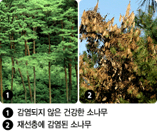 감염되지 않은 건강한 소나무와 재선충에 감염된 소나무