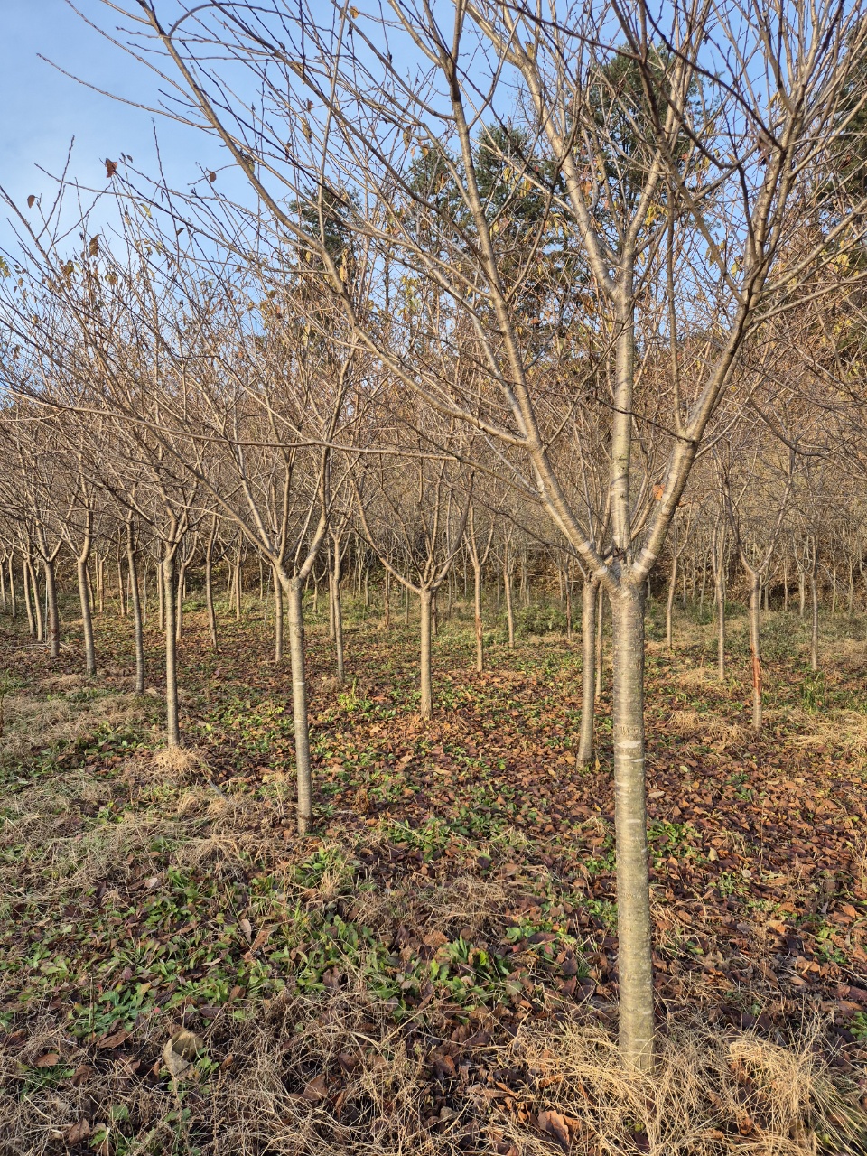 �պ�����/��Ÿ�����̾�/���ڱ�/�����ɴٸ� �Ǹ�