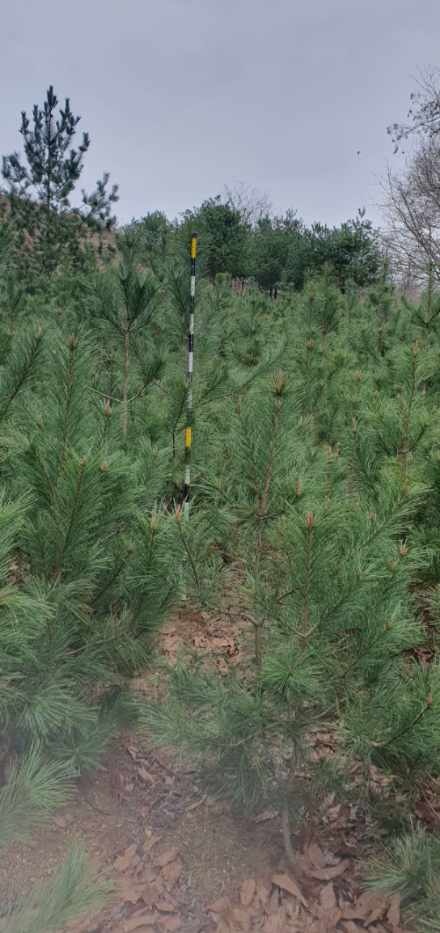 ��Ʈ�κ��㳪��/�㳪��/���˳��� �Ǹ�