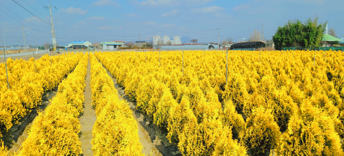 [����] ���޶���׸�/���޶�����/������̽�/���翡�ο�/1.5M~4M