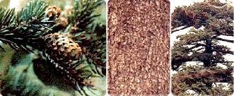 �����񳪹�